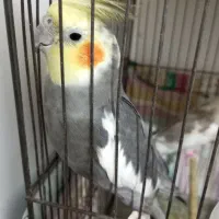 جفت عروس هلندی مولد|پرنده|مرودشت, ثبت احوال|دیوار