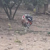 خروس محلی و گلین|حیوانات مزرعه|ساری, |دیوار