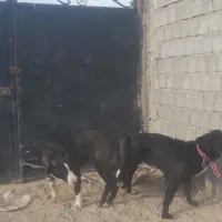 سگ سرابی|سگ|رباط‌کریم, الارد|دیوار