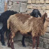 بره|حیوانات مزرعه|گالیکش, |دیوار
