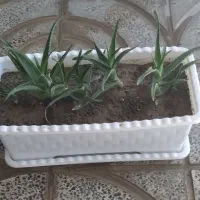 گل های آپارتمانی|گل و گیاه طبیعی|کرمانشاه, |دیوار