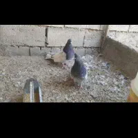 کبوتر کله ای