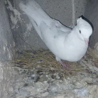 پلاکی و خوشونه|پرنده|پلدختر, |دیوار