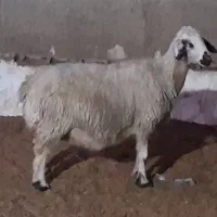 میش آبستن نزدیک زا