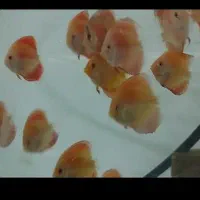 ماهی دیسکس یک و نیم اینچی دونه ای450