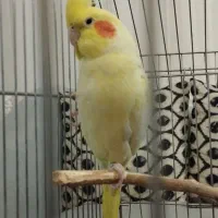 عروس هلندی|پرنده|زنجان, |دیوار