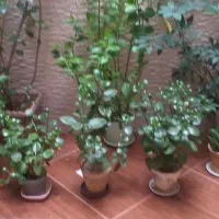 گلهای آپارتمانی زیبا وسر سبز وشاداب|گل و گیاه طبیعی|مراغه, |دیوار