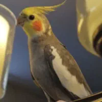 عروس هلندی فرار ک رده