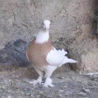 کفتر ماده تخمگذار