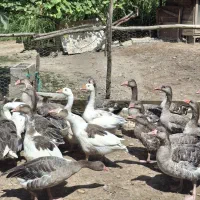 غاز پروازی مخصوص نما