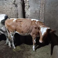 گاو سمینتال