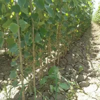 نهال صنوبر، سرمایه سبز و مطمئن|خدمات باغبانی و درختکاری|تاکستان, |دیوار