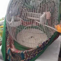 عروس هلندی|پرنده|طرقبه, |دیوار