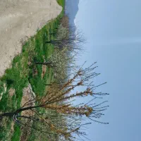 دامداری وباغ