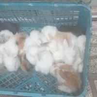 بچه خرگوش لپ