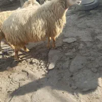 فروش قوچ دامازدخ