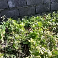 گل یوکا در اندازه های مختلف وشمشاد طلایی وسبز|گل و گیاه طبیعی|نوشهر, |دیوار