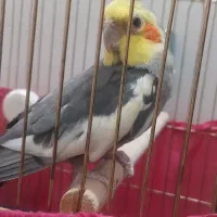 عروس هلندی نر و ماده