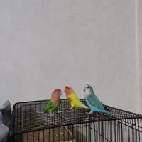 قبول واگذاری پرنده شما