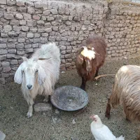 11راس گوسفند