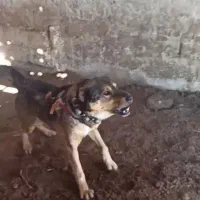 واگذاری سگ آدمی