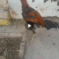 جوجه لاری خروس|حیوانات مزرعه|جوادآباد, |دیوار