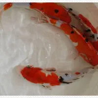 ماهی کوی|ماهی|تهران, جوادیه|دیوار