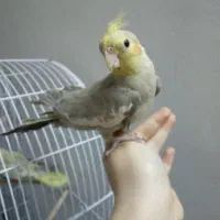 عروس هلندی دستی|پرنده|شاهین‌شهر, نبوت|دیوار