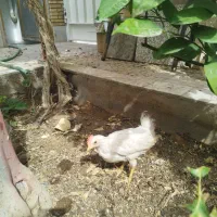 مرغ خروس