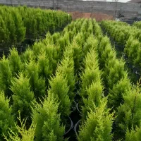 فروش لاوسون سطل ۱۰