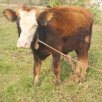 دوراس گوساله نر استثنایی سیمینتال و دورگ چالوسی