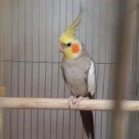 عروسی هلندی نر و ماده