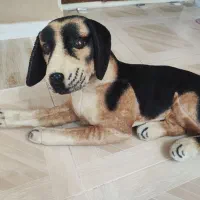 عروسک وماکت بزرگ سگ وشیر
