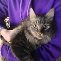 پرشین پوزه پلنگی نژاد دار