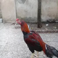 خروس لاری تاج مهر|حیوانات مزرعه|رشت, ترمینال|دیوار