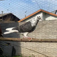 کبوتر|پرنده|رشت, حومه رشت|دیوار