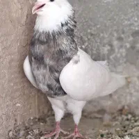 کفتر طوقی نر|پرنده|ساوه, |دیوار
