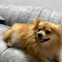 پامرین خرسی|سگ|مشهد, فلسطین|دیوار