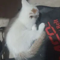 گربه ی خانگی با سه توله ی دو ماهه واگذار می شود