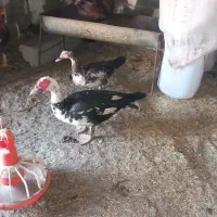 یک جفت اردک اسرائیلی بزرگ نرو وماده  تخم میزاره