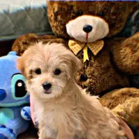 توله شیتزو مالتیز ماده ۳ ماهه