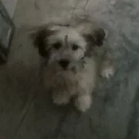 سگ پاکوتاه بازیگوش