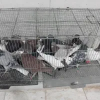 بله بیرون از شهری