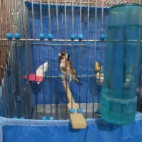 سهره دهن باغی بخون تازه تخت|پرنده|دیواندره, |دیوار