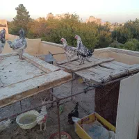 فروش تخمه نطفه دارفروش مرغ گلین لری فروش خورس|حیوانات مزرعه|اصفهان, عطار نیشابوری|دیوار