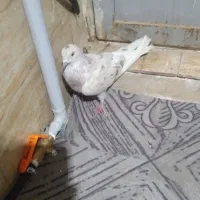 کفتر|پرنده|بهارستان, |دیوار