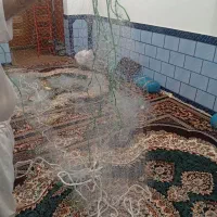 تور ماهی گیری ب طول 40 متر آماده برای ماهی گیری