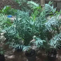 گل و گیاه طبیعی|گل و گیاه طبیعی|خرمشهر, |دیوار