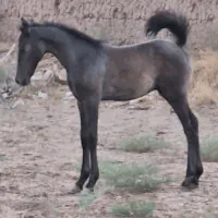 کره نریان کرد خط خونی بالا