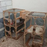 دو قفس مرغ عشق یا کبوتر سالم